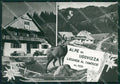 Udine Malborghetto Valbruna Ugovizza Camoscio Foto FG cartolina ZKM8200 – fronte