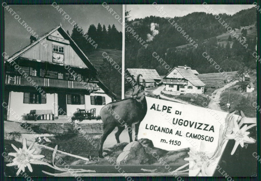 Udine Malborghetto Valbruna Ugovizza Camoscio Foto FG cartolina ZKM8200 – fronte