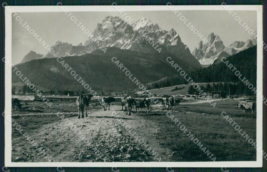 Bolzano San Candido Pascolo Foto cartolina ZKM8558 – fronte