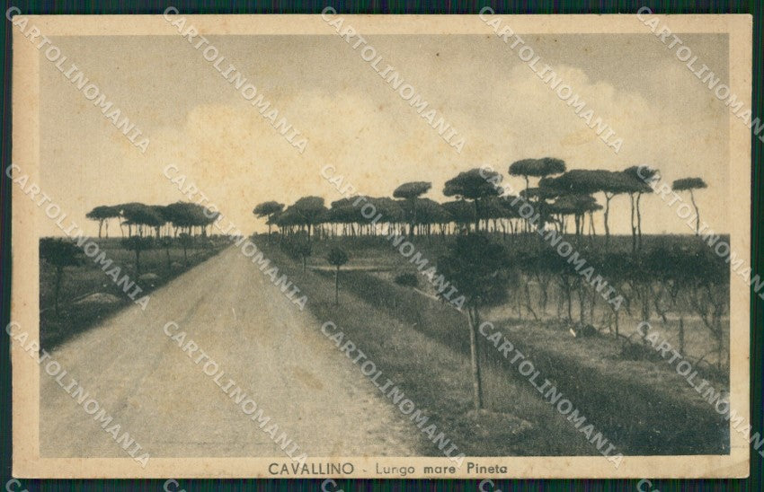 Venezia Cavallino cartolina ZKM8661 – fronte