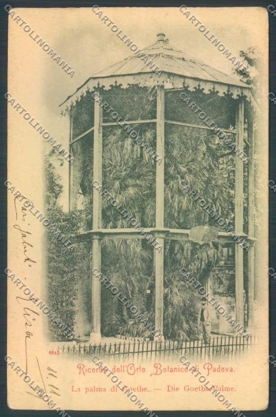 Padova Città cartolina ZQ2419 – fronte