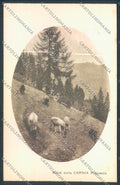 Udine Carnia cartolina ZQ3742 – fronte