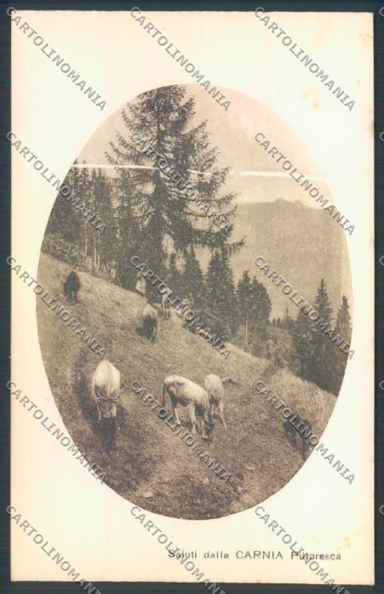 Udine Carnia cartolina ZQ3742 – fronte