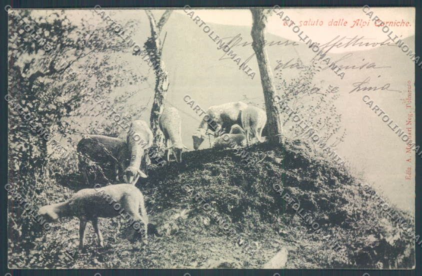 Udine Carnia Pecora cartolina ZQ3793 – fronte