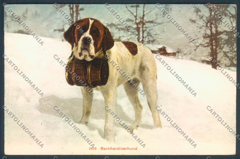 Aosta Gran San Bernardo Cane Dog cartolina ZQ4662 – fronte