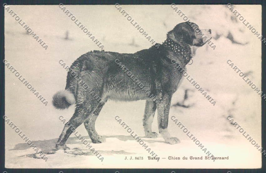 Aosta Gran San Bernardo Cane Dog cartolina ZQ4663 – fronte