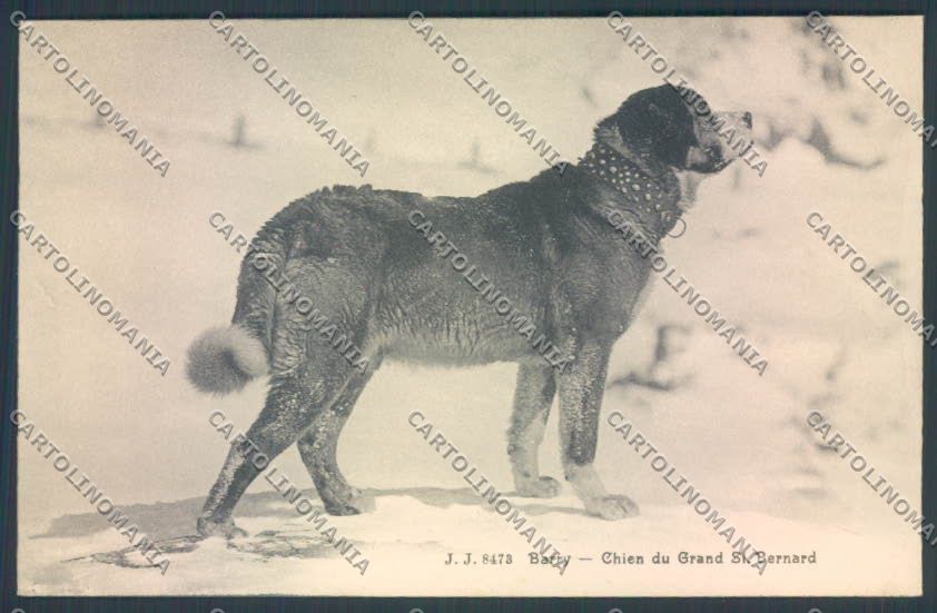 Aosta Gran San Bernardo Cane Dog cartolina ZQ4677 – fronte