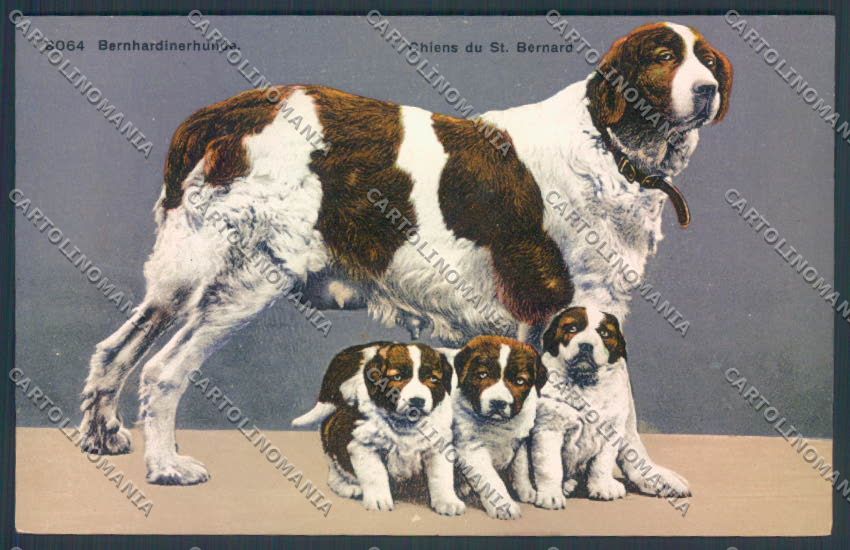 Aosta Gran San Bernardo Cane Dog cartolina ZQ4678 – fronte