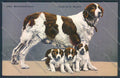 Aosta Gran San Bernardo Cane Dog cartolina ZQ4678 – fronte