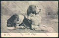 Aosta Gran San Bernardo Cane Dog cartolina ZQ4681 – fronte