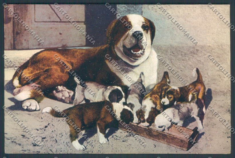 Aosta Gran San Bernardo Cane Dog cartolina ZQ4682 – fronte