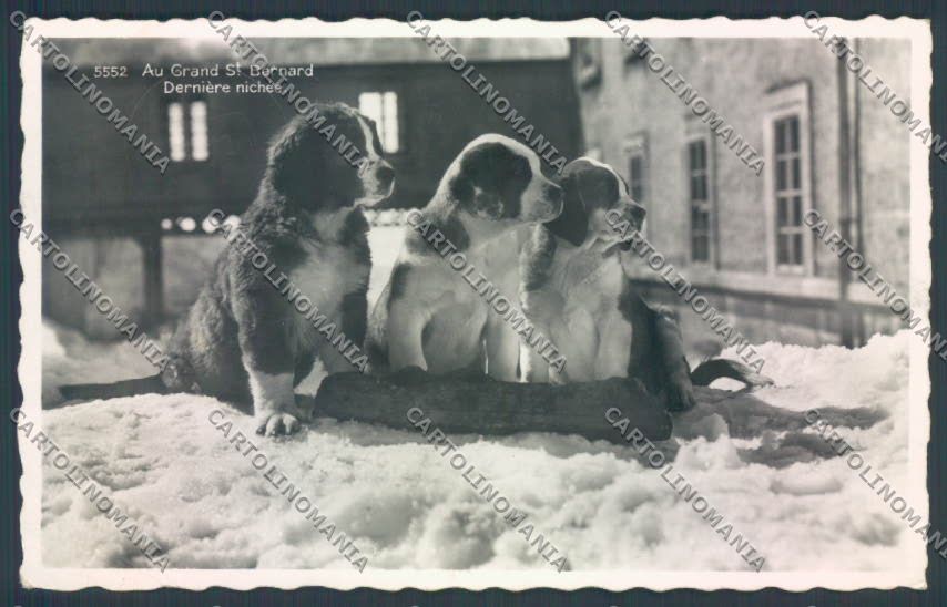 Aosta Gran San Bernardo Cane Dog PIEGHINA Foto cartolina ZQ4683 – fronte