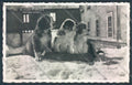 Aosta Gran San Bernardo Cane Dog PIEGHINA Foto cartolina ZQ4683 – fronte