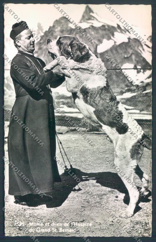 Aosta Gran San Bernardo Cane Dog Foto cartolina ZQ4684 – fronte