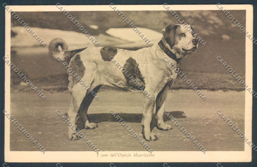 Aosta Gran San Bernardo Cane Dog cartolina ZQ4687 – fronte