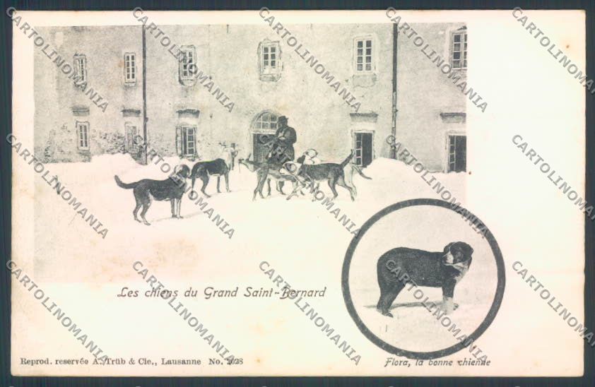 Aosta Gran San Bernardo Cane Dog cartolina ZQ4689 – fronte