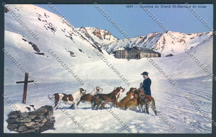 Aosta Gran San Bernardo Nevicata Cane Dog cartolina ZQ4693 – fronte