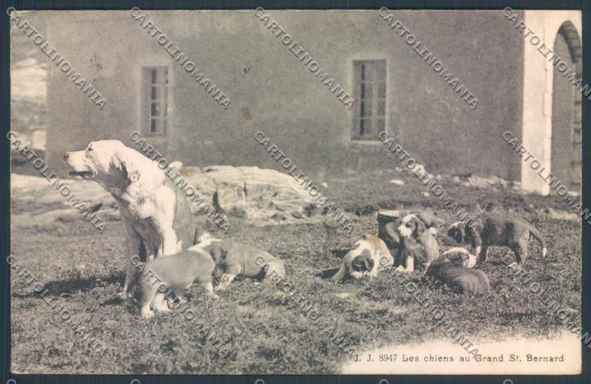 Aosta Gran San Bernardo Cane Dog cartolina ZQ4699 – fronte