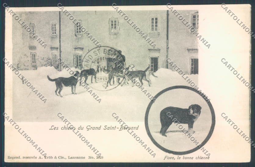 Aosta Gran San Bernardo Cane Dog cartolina ZQ4705 – fronte