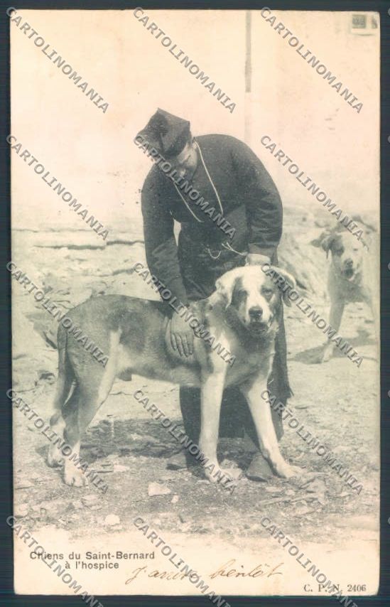 Aosta Gran San Bernardo PIEGHE Cane Dog cartolina ZQ4707 – fronte