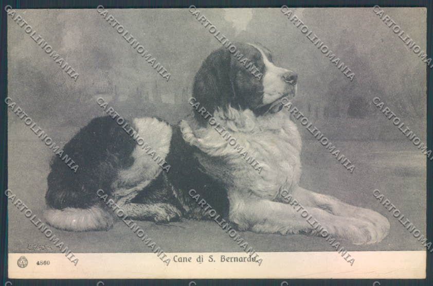 Aosta Gran San Bernardo Cane Dog cartolina ZQ4710 – fronte
