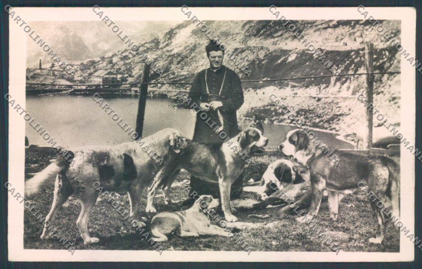 Aosta Gran San Bernardo Cane Dog Foto cartolina ZQ4712 – fronte