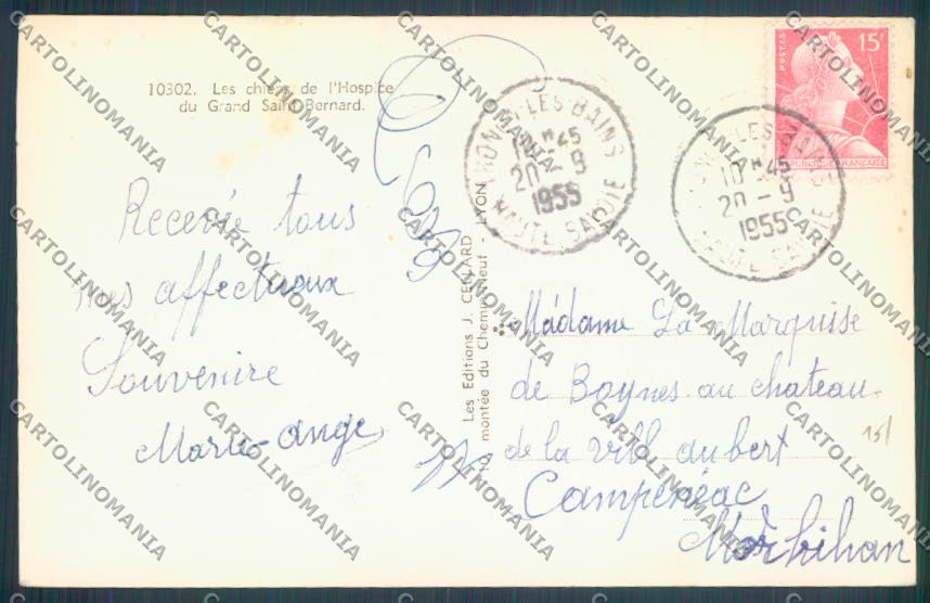 Aosta Gran San Bernardo Cane Dog Foto cartolina ZQ4712 – retro
