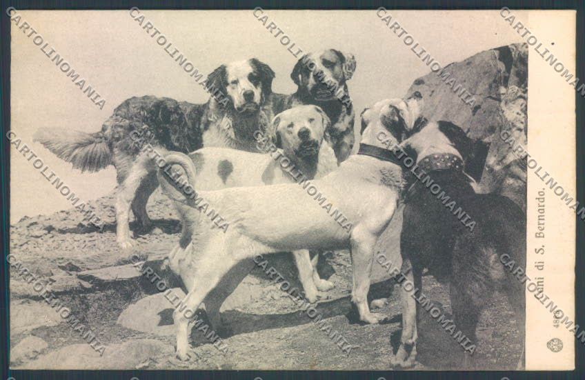 Aosta Gran San Bernardo Cane Dog cartolina ZQ4714 – fronte