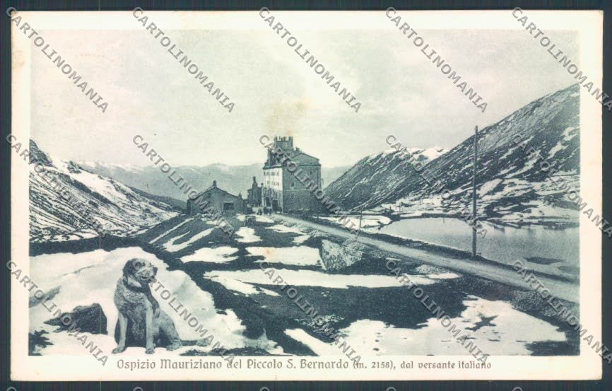 Aosta La Thuile Piccolo San Bernardo Cane Dog cartolina ZQ4900 – fronte