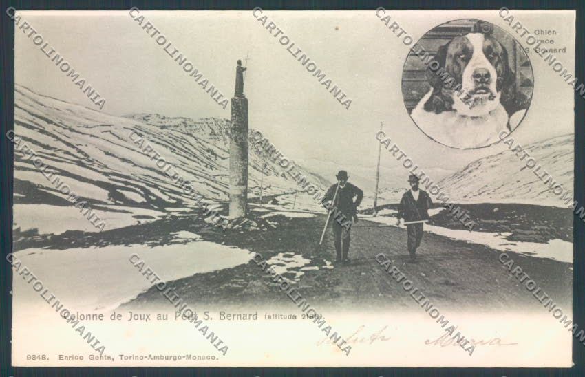 Aosta La Thuile Piccolo San Bernardo Cane Dog cartolina ZQ4941 – fronte