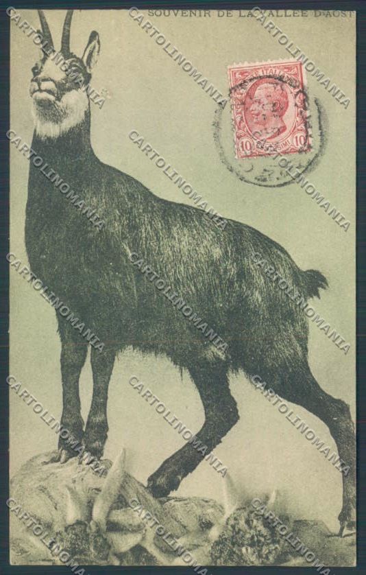 Aosta Valle d'Aosta Camoscio cartolina ZQ5058 – fronte