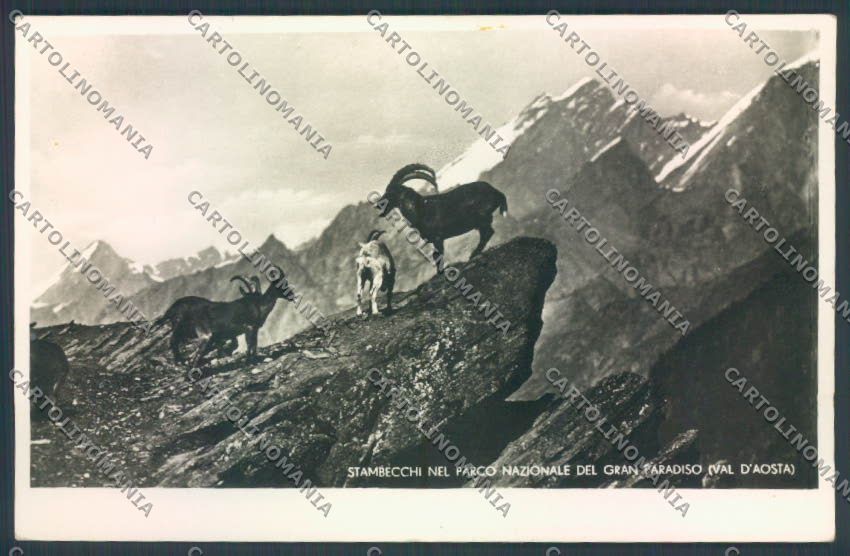 Aosta Valle d'Aosta Gran Paradiso Stambecco Foto cartolina ZQ5075 – fronte