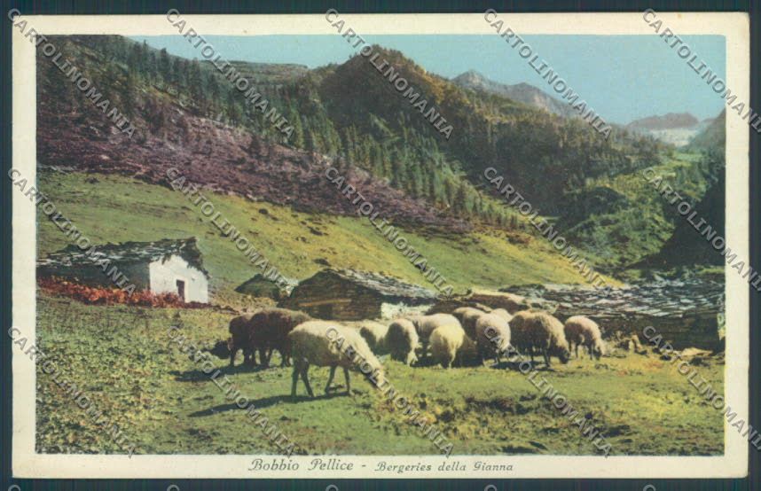 Torino Bobbio Pellice Pecora cartolina ZT0646 – fronte