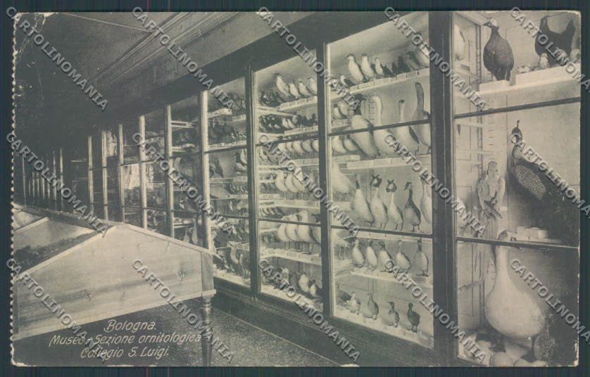 Bologna Città Museo Ornitologia PIEGHE cartolina ZT2028 – fronte