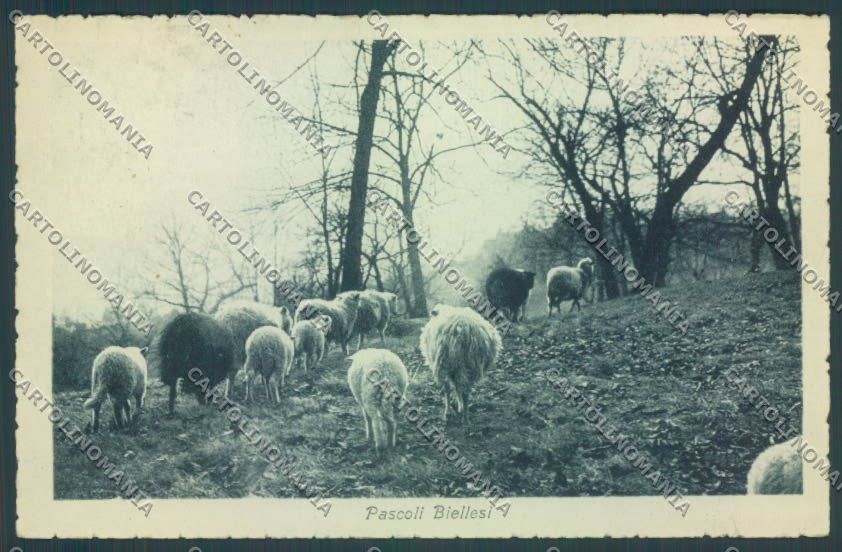 Biella Città Pecore STRAPPINO cartolina ZT5260 – fronte