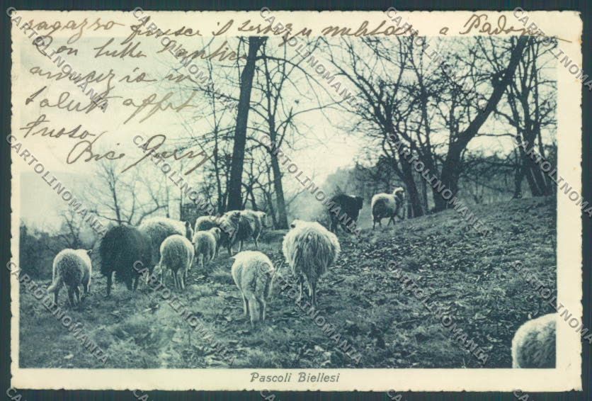 Biella Città cartolina ZT5262 – fronte