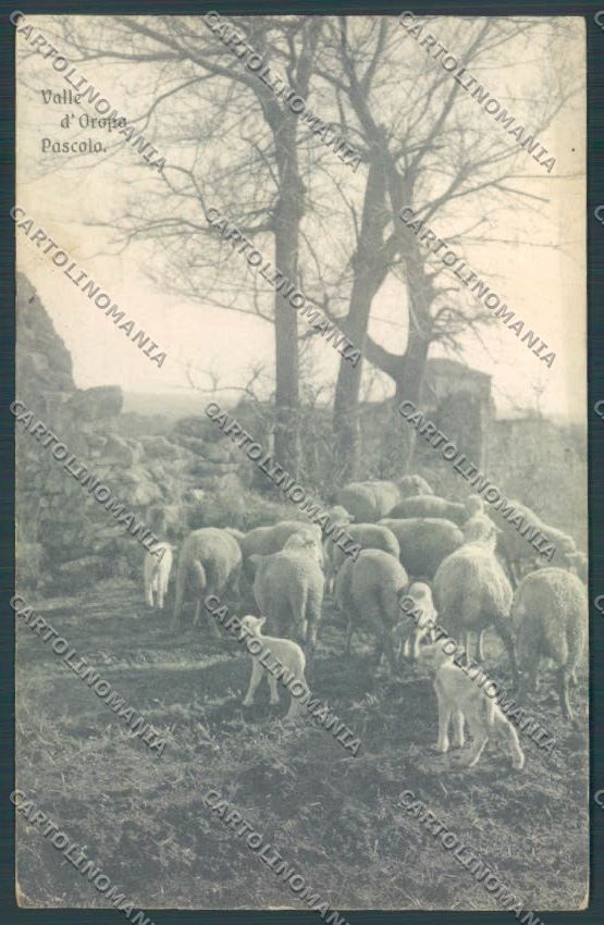 Biella Oropa Pecore cartolina ZT5494 – fronte