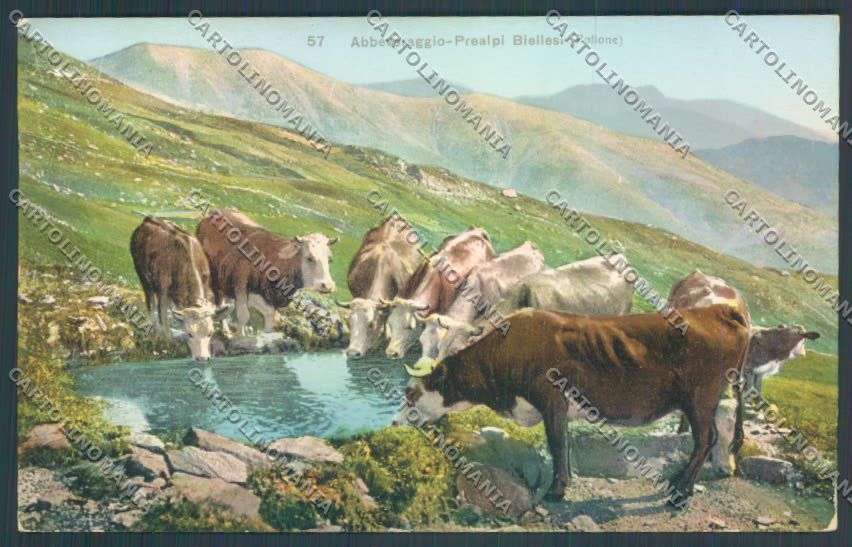 Biella Pollone cartolina ZT5658 – fronte