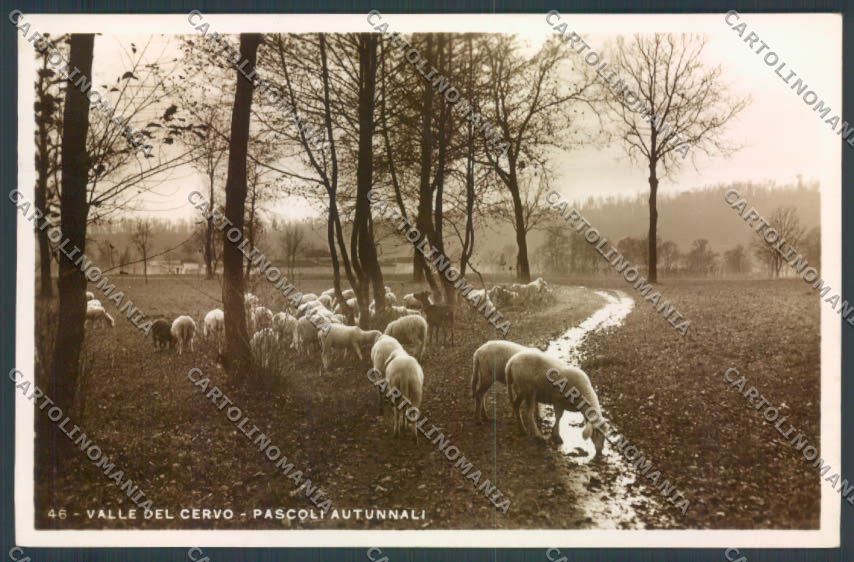 Biella Valle del Cervo Pastorizia Foto cartolina ZT5864 – fronte