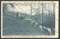 Biella Pastorizia cartolina ZT6025 – fronte