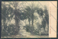 Palermo Città Orto Botanico SCOLLATA cartolina ZT7597 – fronte