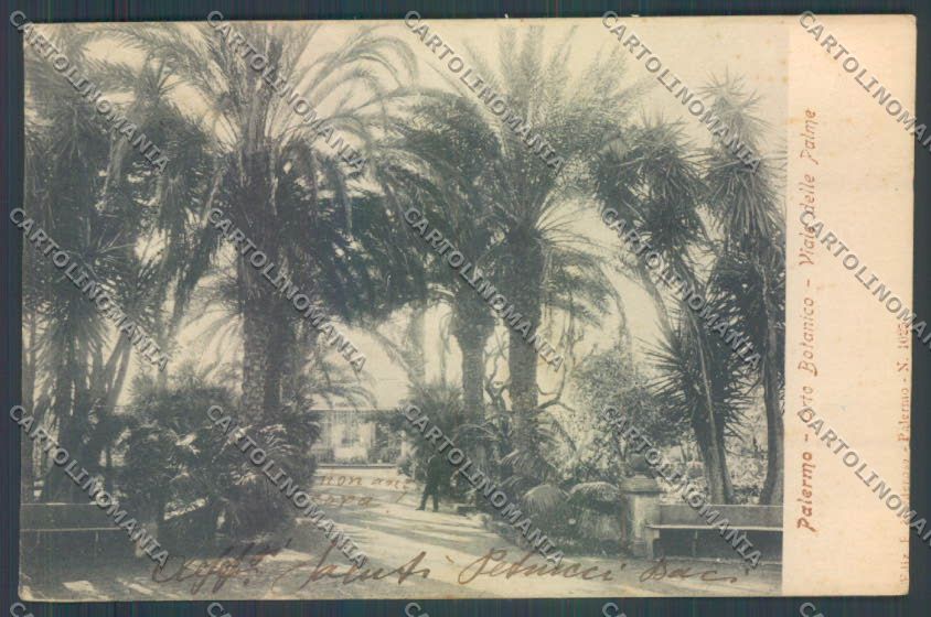 Palermo Città Orto Botanico SCOLLATA cartolina ZT7597 – fronte