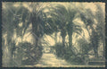 Palermo Città Orto Botanico cartolina ZT7602 – fronte