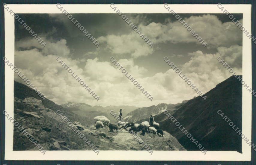 Bolzano Vipiteno Pecora Foto cartolina ZT9503 – fronte